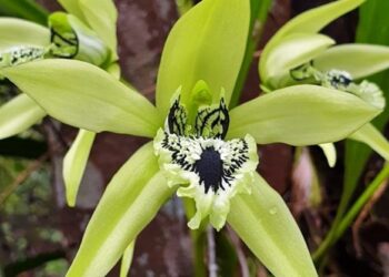 Keindahan Bunga Ini Membuatnya jadi Maskot Kalimantan Timur