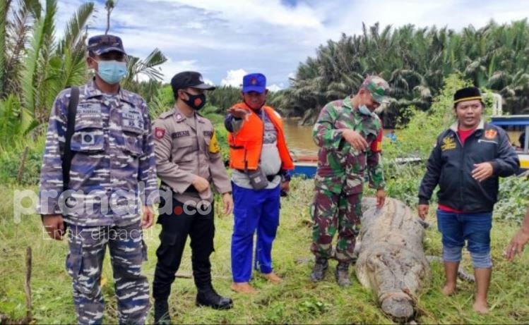 BUAYA KUTIM 1
