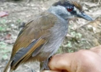 Hilang 170 Tahun, Burung Pelanduk Kalimantan Muncul Lagi