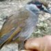 Hilang 170 Tahun, Burung Pelanduk Kalimantan Muncul Lagi