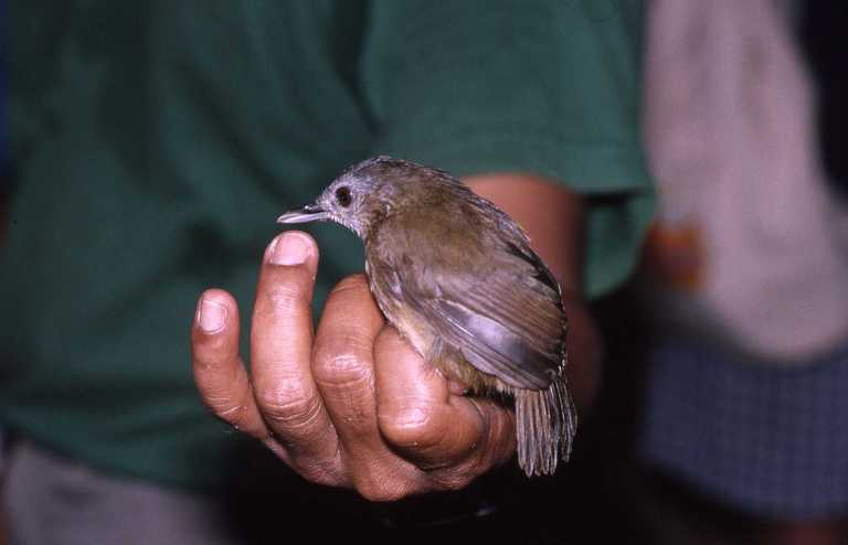 BURUNG PELANDUK1