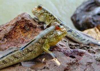 Satu-satunya Ikan yang Bisa Berjalan Ini Hidup di Kalimantan