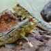 Satu-satunya Ikan yang Bisa Berjalan Ini Hidup di Kalimantan