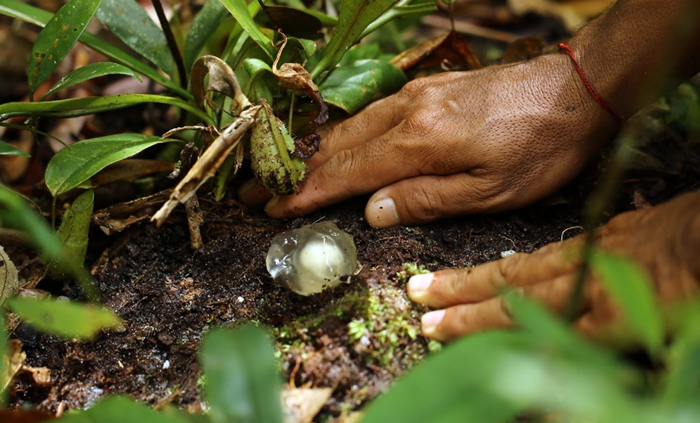 JAMUR MATA SAPI1