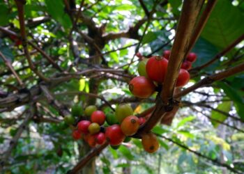 Kopi Liberika, ‘Emas Hitam’ dari Pulau Borneo