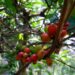 Kopi Liberika, ‘Emas Hitam’ dari Pulau Borneo