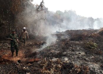 BPBD Kaltim Sudah Tangani Karhutla 1.300 hektare Lebih Tahun Ini Ratusan Titik Panas Ditemukan Tersebar di Kaltim
