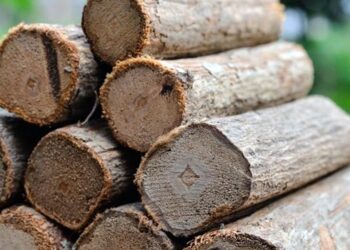 Manfaat Kayu Bajakah, Obat Tradisional Kalimantan Diklaim Penyembuh Kanker