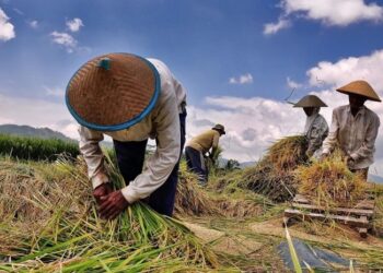 Rp2 Miliar untuk Optimasi Lahan Sawah di Kukar dan PPU