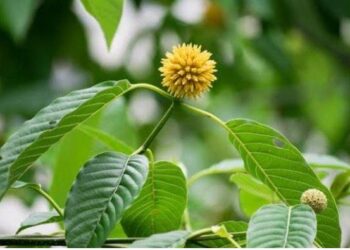 Daun Dolar, Tanaman Obat Khas Kalimantan yang Kontroversial