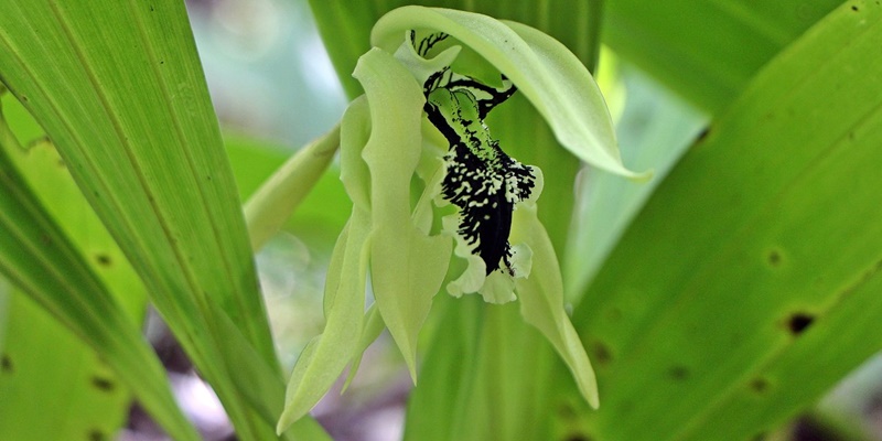 padang luway sanctuary