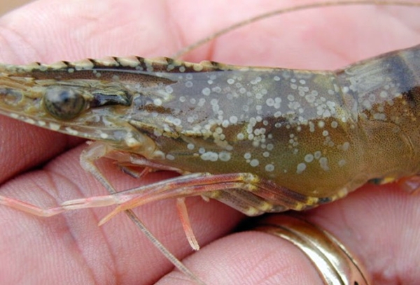 udang bintik putih