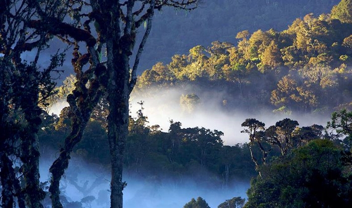 Taman Palung