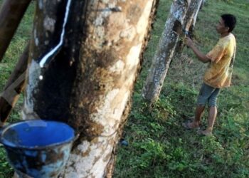 Kaltim Miliki Potensi Karet 73 Ribu Ton