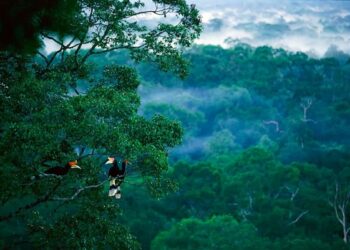 Jelajah “Amazon”-nya Indonesia di Kalimantan