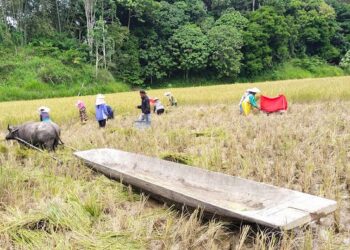 Keunggulan Adan, Beras Organik dari Tapal Batas Kalimantan yang Populer di Negeri Tetangga