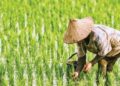 Ancaman El Nino Kaltim, Petani Diminta Tampung Air sebelum Agustus Kutim Defisit Beras 35 Ribu Ton, Produksi Lokal Baru 18 Persen Kaltim Bidik 20 Ribu Hektare Sawah Baru Tahun Ini Pupuk Kaltim Salurkan 836 Ribu Ton Pupuk Nonsubsidi, Petani Merasakan Dampaknya Penyerapan Pupuk Subsidi di Penajam Paser Utara Hanya Capai 3.766 Ton