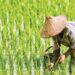 Ancaman El Nino Kaltim, Petani Diminta Tampung Air sebelum Agustus Kutim Defisit Beras 35 Ribu Ton, Produksi Lokal Baru 18 Persen Kaltim Bidik 20 Ribu Hektare Sawah Baru Tahun Ini Pupuk Kaltim Salurkan 836 Ribu Ton Pupuk Nonsubsidi, Petani Merasakan Dampaknya Penyerapan Pupuk Subsidi di Penajam Paser Utara Hanya Capai 3.766 Ton