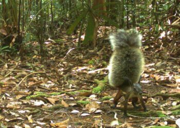 Misteri Tupai Penghisap Darah Pemangsa Kijang yang Hidup di Belantara Kalimantan