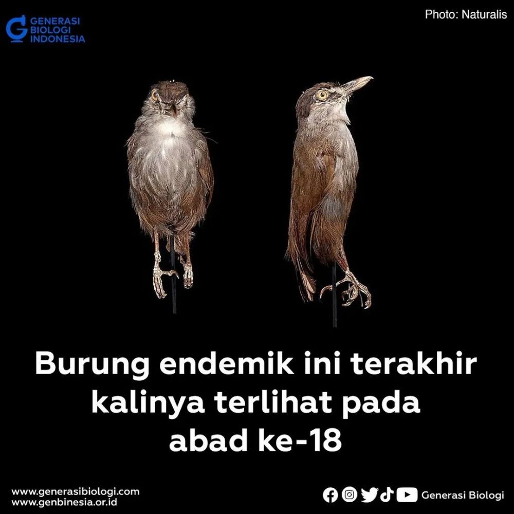 burung pelanduk