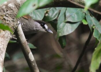 Burung Pelanduk Kalimantan Muncul Lagi setelah 172 Tahun