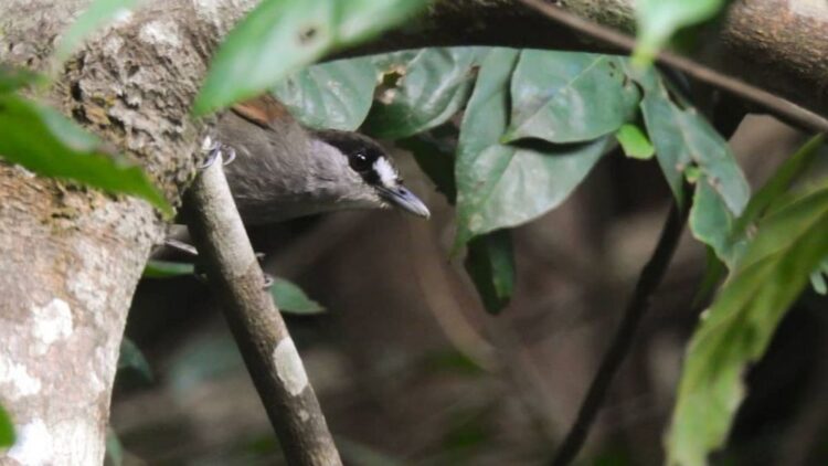 Burung Pelanduk Kalimantan Muncul Lagi setelah 172 Tahun