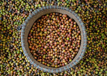 Liberika Kayong, Varietas Kopi Pertama Pulau Kalimantan