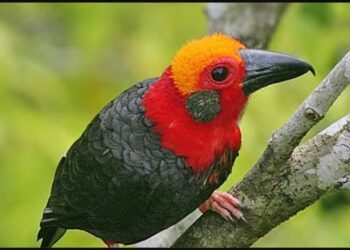 Tiong Batu Kalimantan, Burung Endemik dengan Suara Mirip Klakson