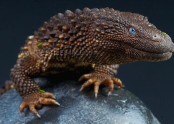 Fosil Hidup Belantara Kalimantan