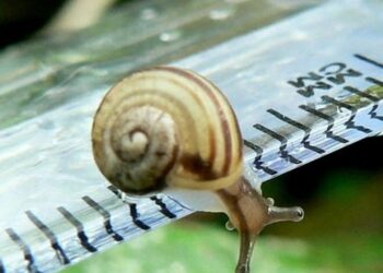 Acmella Nana; Siput Terkecil di Dunia Ditemukan di Kalimantan