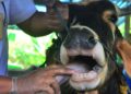 1.700 Sapi Kurban bakal Masuk Kutim, Waspadai PMK dan Cacingan