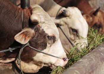 Kaltim Hentikan Pasokan Indukan Sapi dari Jatim dan NTB