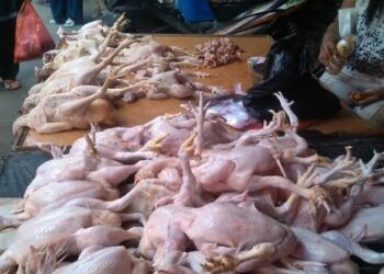 Harga Daging Ayam di Balikpapan Tak Wajar