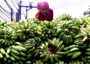 Kalimantan Timur Kembangkan Pisang untuk Pasar Ekspor Memaksimalkan Investasi dari Hasil Tani Potensial