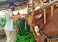 200 Sapi di Penajam Diasuransikan lewat AUTSK