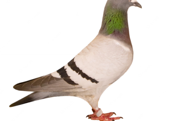 Racing Pigeons atau Merpati Balap merupakan burung termahal di dunia