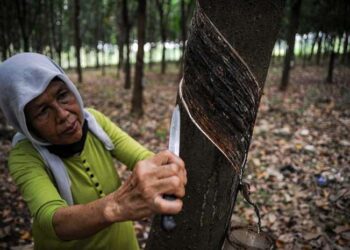 Investasi Karet di Kutai Barat Menjanjikan
