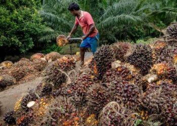 Harga Sawit di Kaltim Turun 35 Persen Periode I Juli 2022