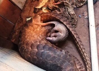 Satwa Langka, Tenggiling dan Anaknya Ditemukan Warga Sangkulirang