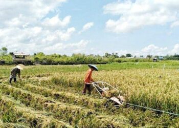 Kaltim Siapkan Food Estate 10 Ribu Hektare untuk IKN Nusantara