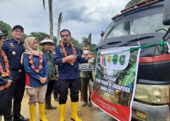 Pisang Kepok Grecek Kaltim Mendunia