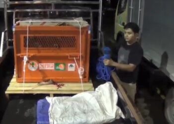 Penyelundupan Orang Utan ke Filipina Digagalkan