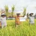 Kaltim Bidik 20 Ribu Hektare Sawah Baru Tahun Ini Stok Beras di Kutai Kartanegara Dipastikan Aman selama Ramadan