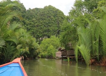 Nipah, Tumbuhan Sejuta Manfaat Bisa Diolah Teh hingga Diekspor ke Korea Selatan