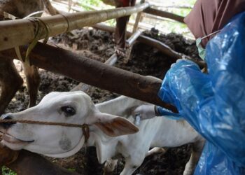 Gejala Antraks pada Sapi dan Cara Penularannya kepada Manusia