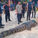 Hindari Korban Lebih Banyak, Faisal Kembali Suarakan Pembangunan Penangkaran Buaya di Bontang