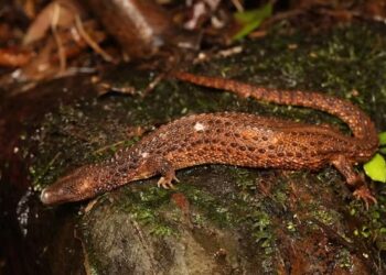 Biawak tak Bertelinga, Fosil Hidup yang Misterius dari Tanah Borneo