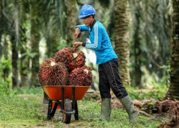 Harga TBS Sawit di Kaltim Alami Tren Penurunan