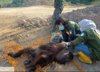 2 Orangutan Berhasil Dievakuasi dari Jalan Poros Bengalon Kutai Timur