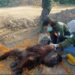 2 Orangutan Berhasil Dievakuasi dari Jalan Poros Bengalon Kutai Timur